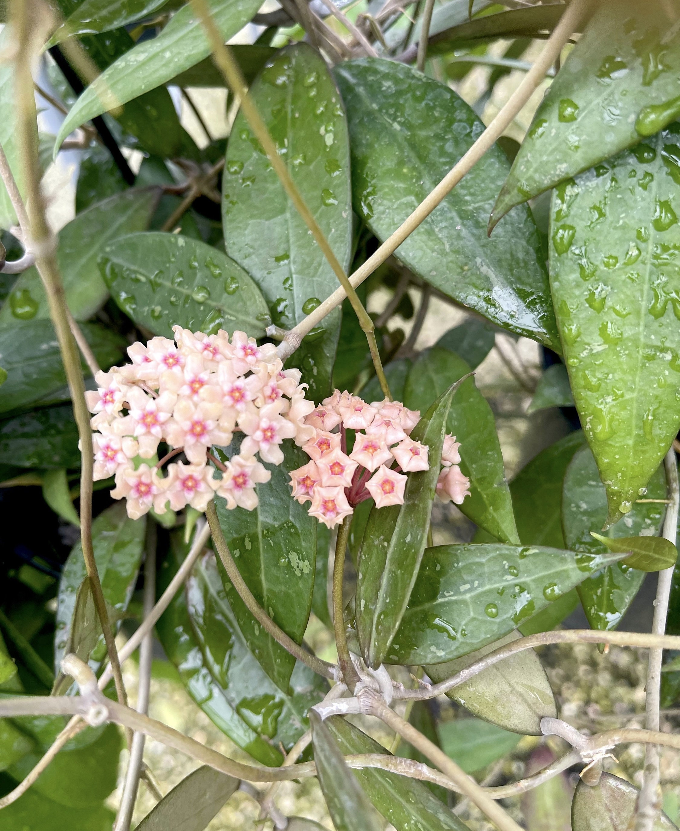 Hoya Pallida Sp. Bogor | Verticillata | RARE Hoya Plant