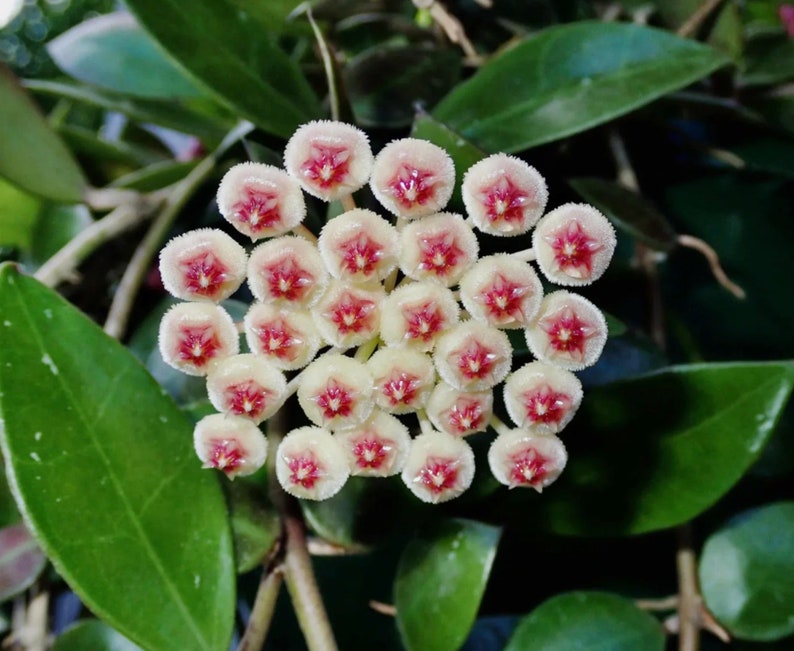 The Zen Succulent Hoya Sipitangensis
