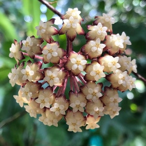 Hoya Finlaysonii | Rare Hoya Plant