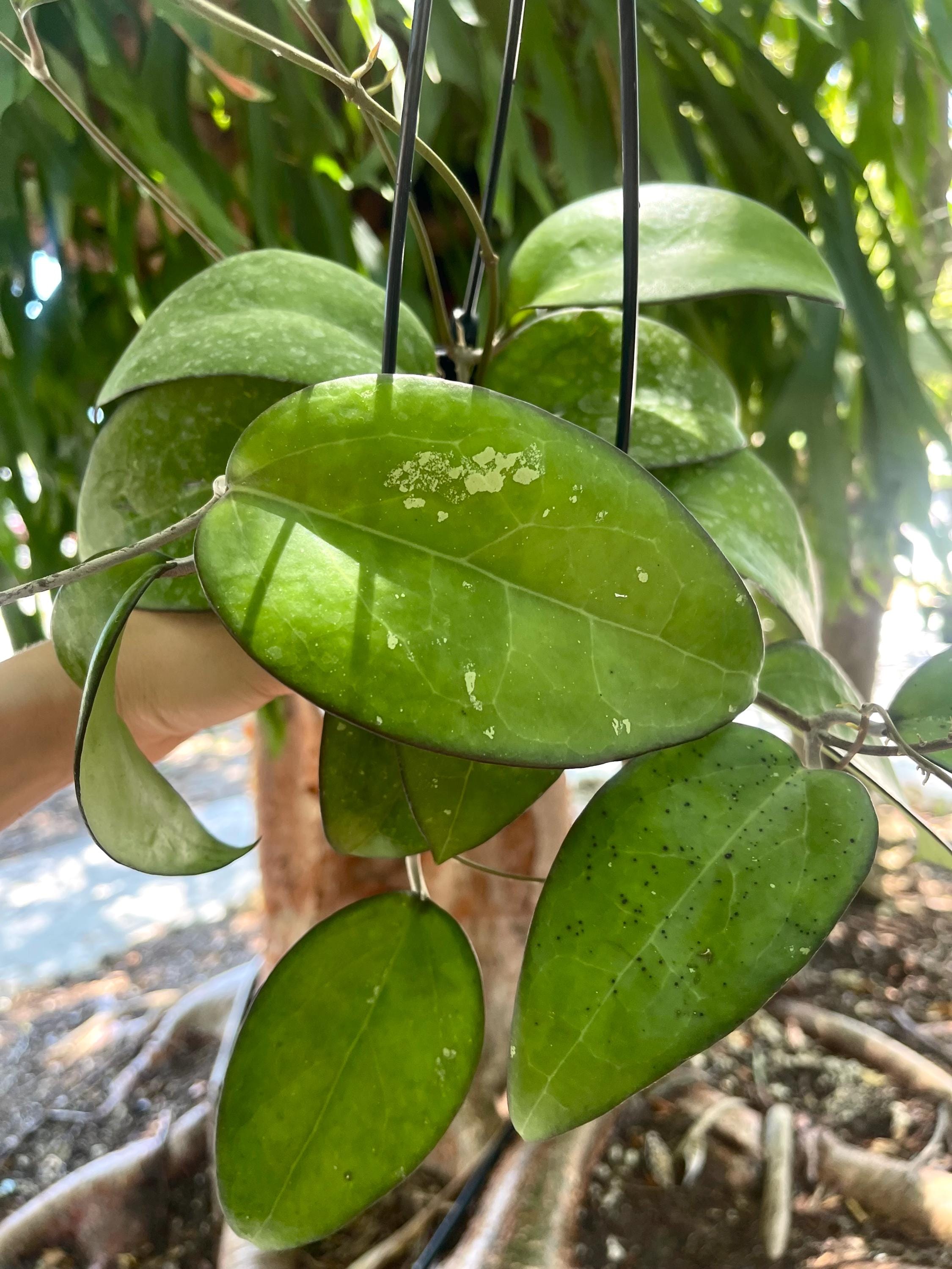 philodendron attenuatum Philodendron attenuatum – Das Pflanzenarchiv main image 1