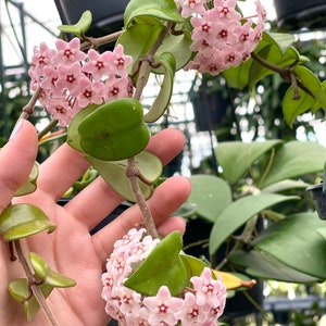 Hoya Compacta Hindu Rope Rare Hoya Plant image 5