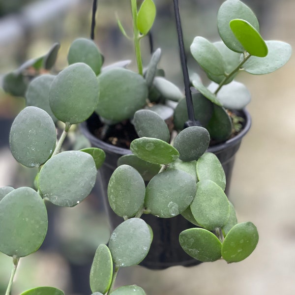 String of Nickels Etsy