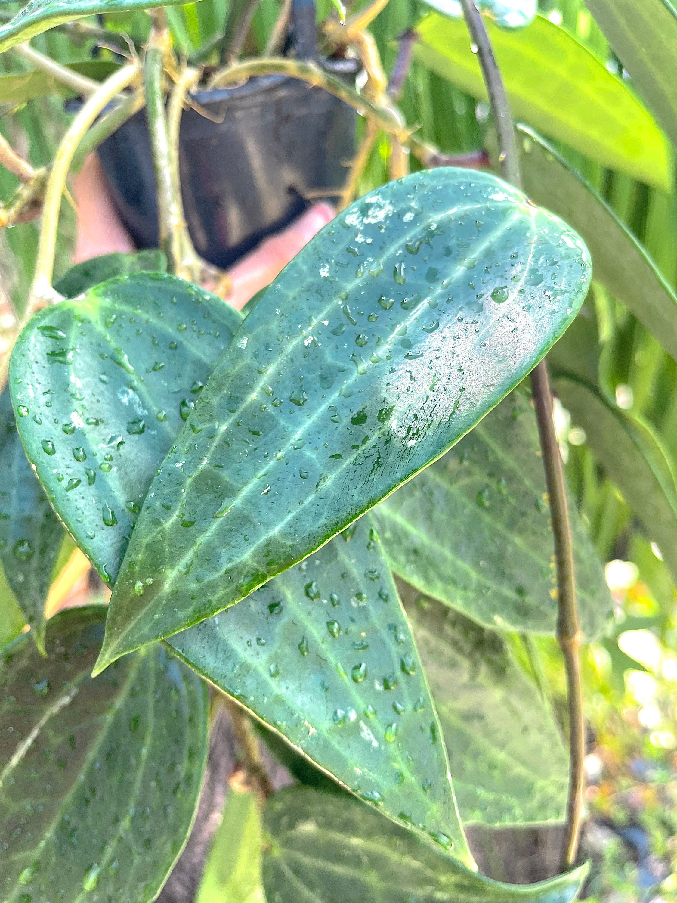 Hoya Latifolia 'green Form' | Live Hoya Plant - Etsy