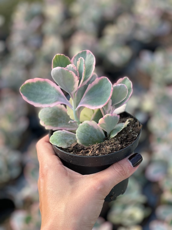 Kalanchoe Fedtschenkoi | Lavender Scallops Succulent - Etsy Canada
