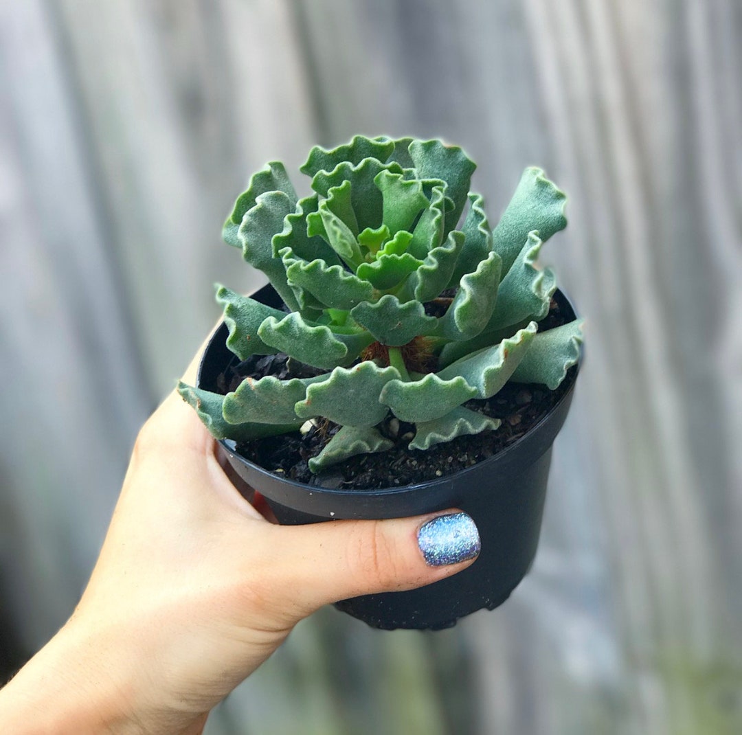 Adromischus Cristatus | Key Lime Pie Succulent | Crinkle Leaf