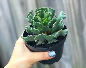 pots for succulents Succulent Bowl Set of 3