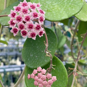 Hoya Obovata Splash