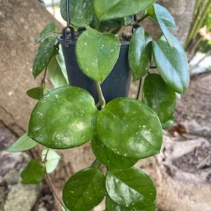 Hoya Carnosa Freckles ‘Splash’