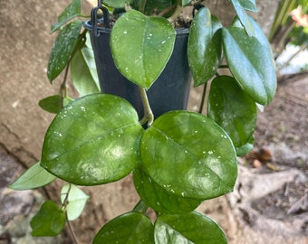 Hoya Carnosa Freckles ‘Splash’