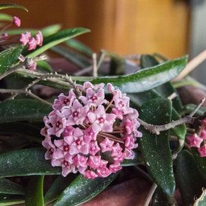 Hoya Minibelle | Hoya Shepherdii & Hoya Carnosa Hybrid | Rare Hoya Plant