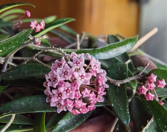 Hoya Minibelle | Hoya Shepherdii & Hoya Carnosa Hybrid | Rare Hoya Plant