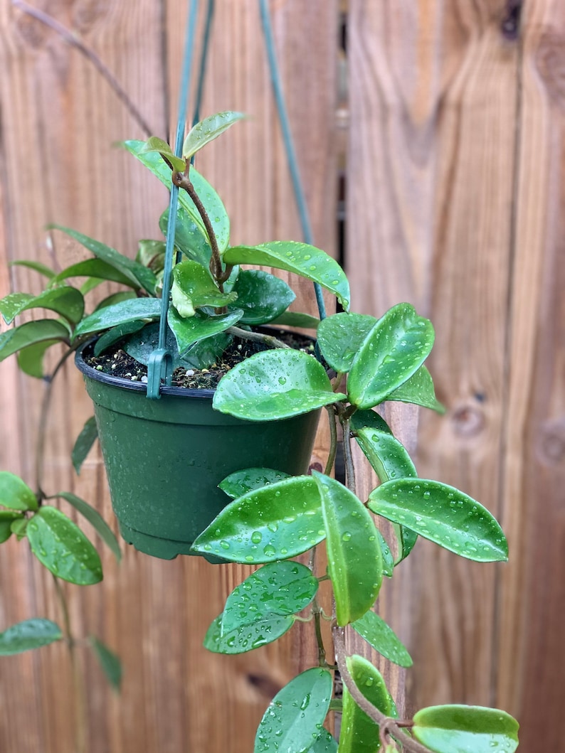 Hoya Carnosa Jade Hoya Carnosa Green Trailing Vining Porcelain Wax Plant image 3