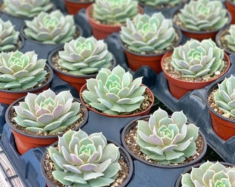 【✦echeveria✦再販受注生産✦size1✦Olive✦leather✦】 ✦echeveria✦再販受注生産✦size1✦Olive✦leather