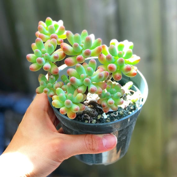 Sedum Pachyphyllum L Succulent - Etsy