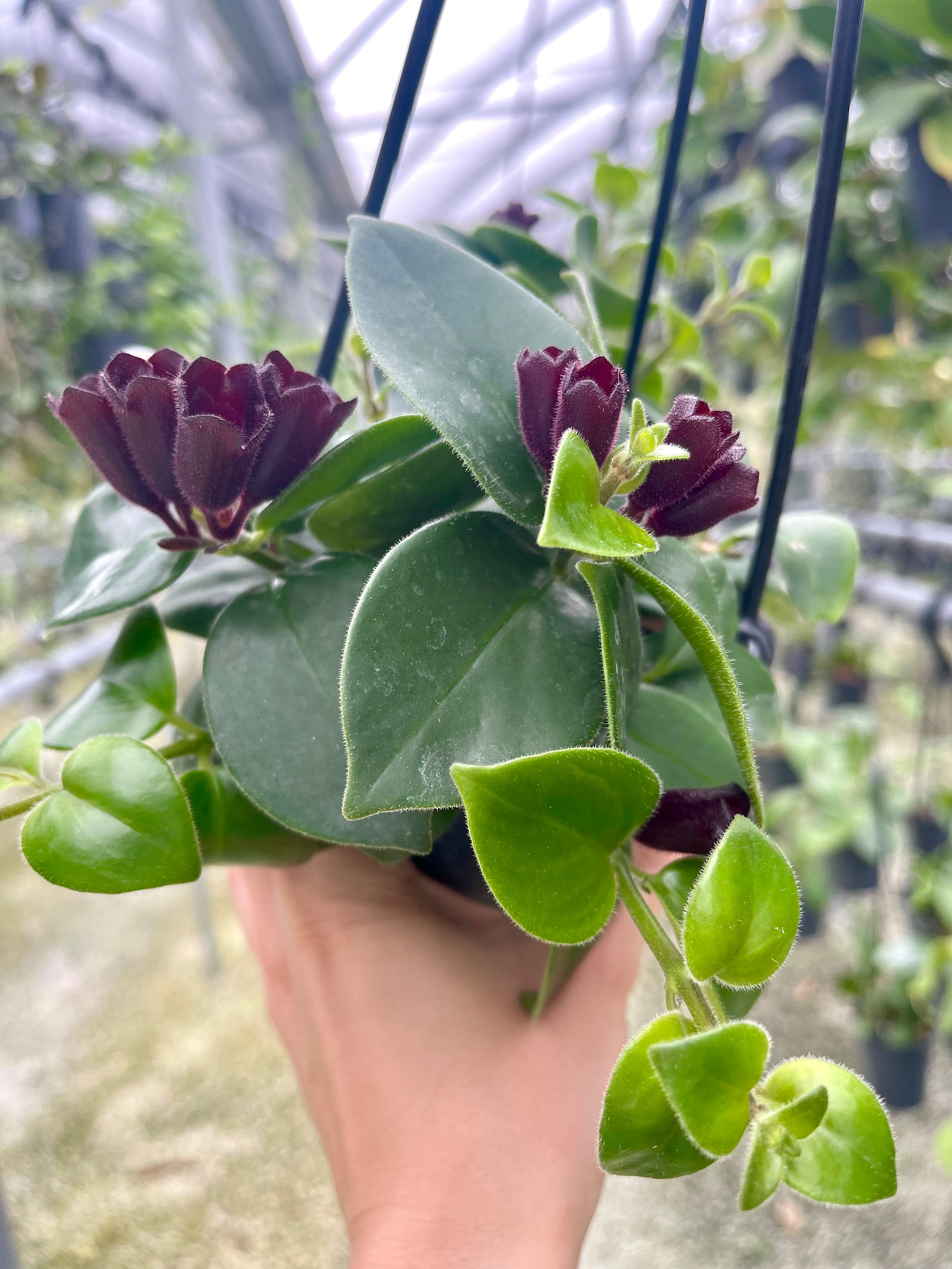 royal philodendron Philodendron Majesty