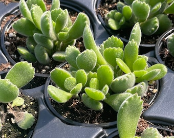 Bear Paws Succulent | Cotyledon Tomentosa