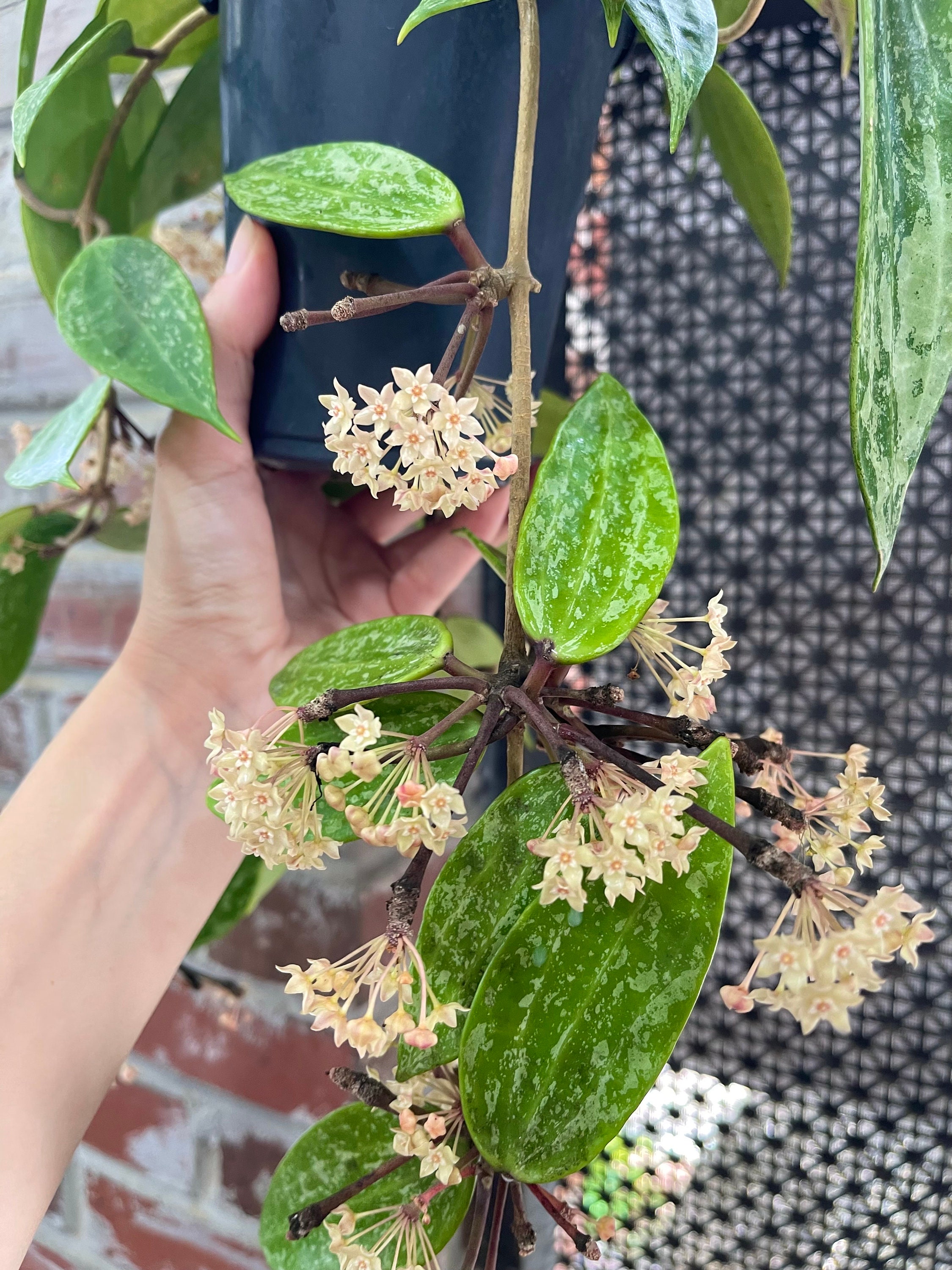ホヤ ランサン シルバー スプラッシュ |希少な保谷植物 - Etsy 日本