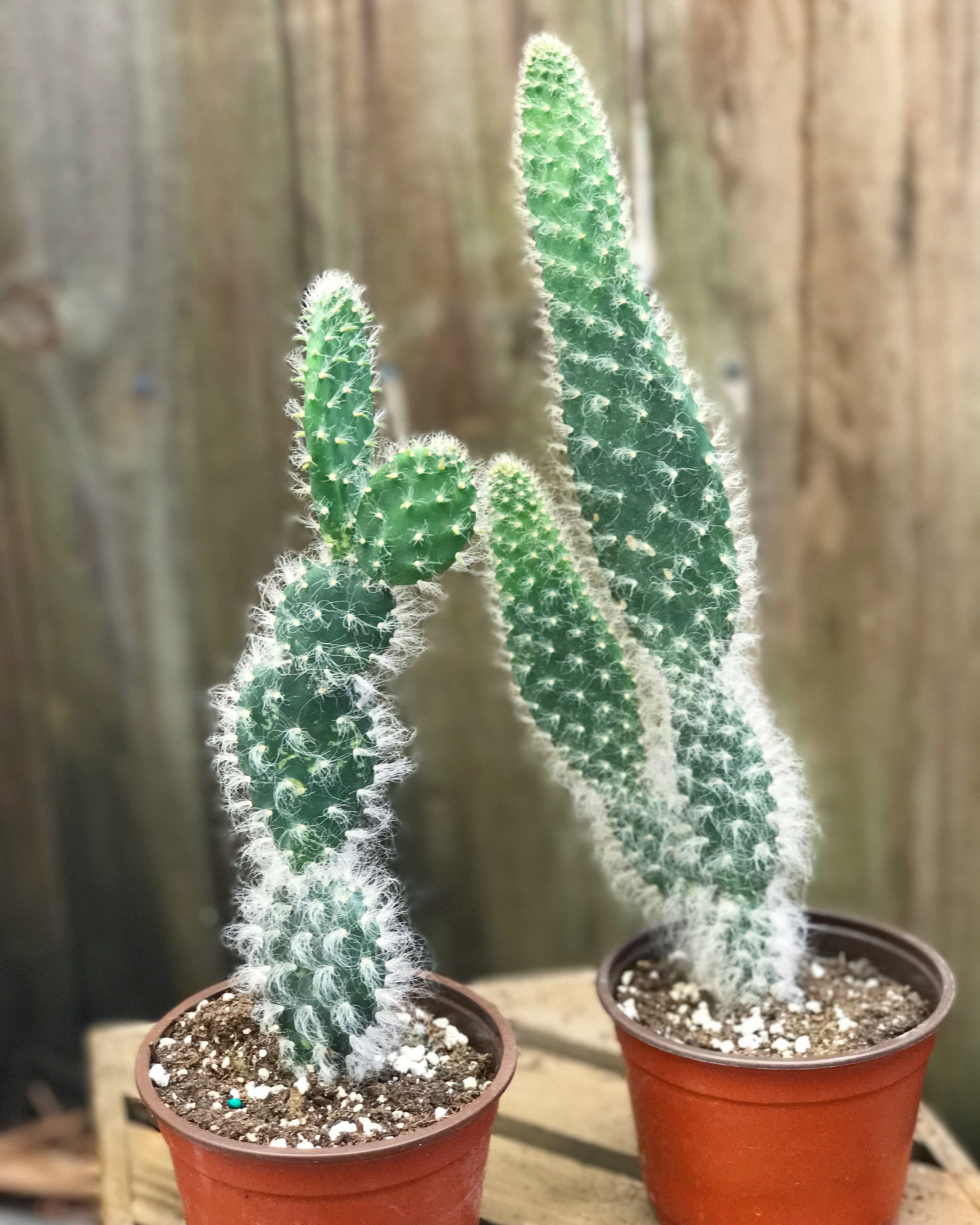 De cactus Opuntia des neiges Opuntia Erinacea Ursine - Etsy France