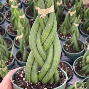 Sansevieria Cylindrica Succulent image 1