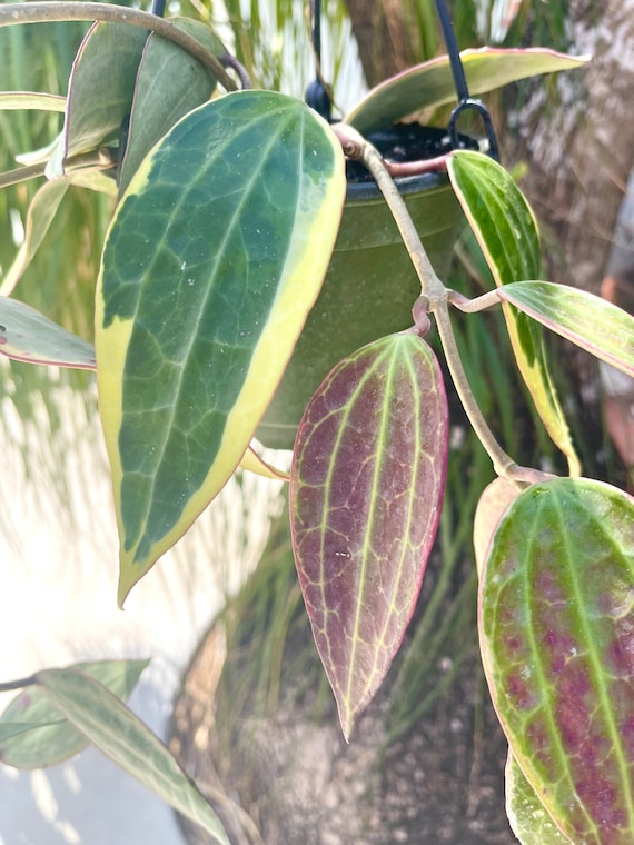 Hoya Latifolia Albomarginata | Hoya Macrophylla Albomarginata
