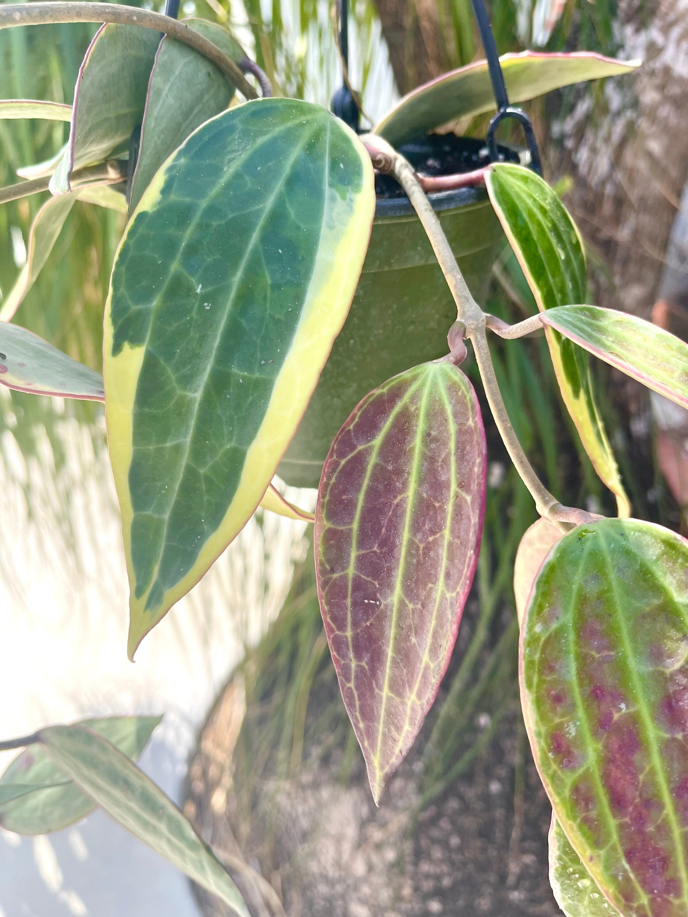 Hoya Latifolia Albomarginata | Hoya Macrophylla Albomarginata