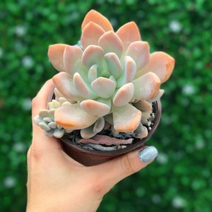 Blush Graptopetalum l Succulent