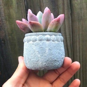 Small Concrete Pot - &quot;Border&quot;