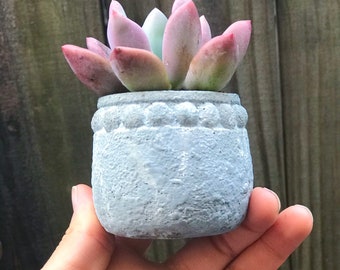 Small Concrete Pot - "Border"