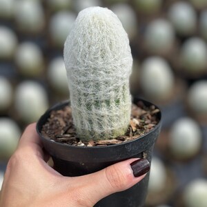 Espostoa Melanostele Old Lady Cactus Rare image 2