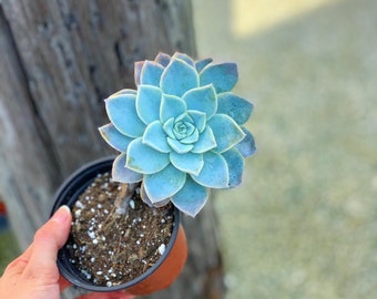 Graptoveria Harry Watson | Rare