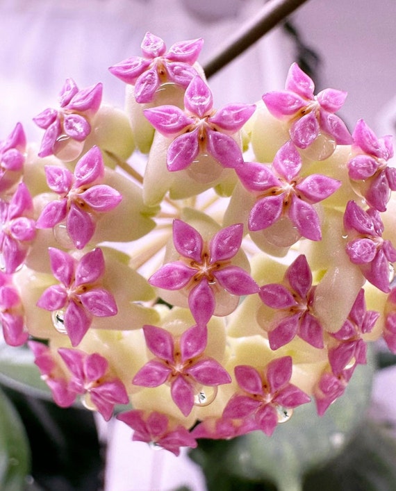Hoya Patcharawalai 023 | Hoya Icensis | RARE Hoya Plant - Etsy Canada