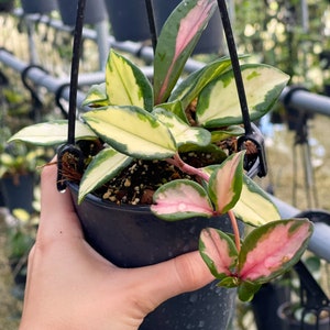 Hoya Krimson Princess | Tricolor Variegated Hoya Carnosa