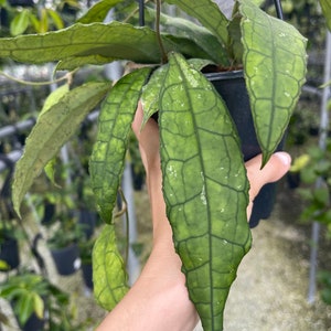 Hoya Finlaysonii ‘Long Leaf’ | Rare Hoya Plant