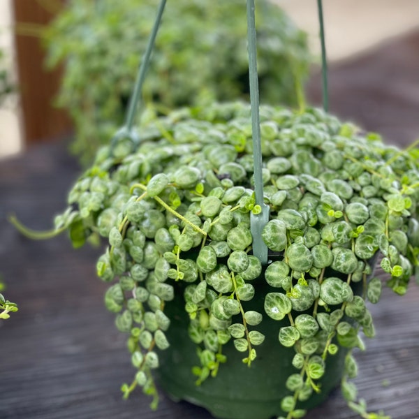 String of Turtles Plant Etsy