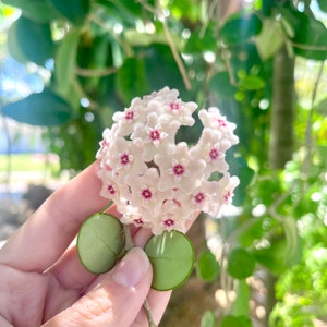 Hoya Mathilde | Rare Hoya