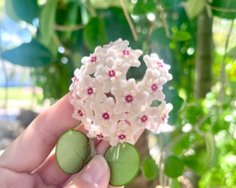 Hoya Mathilde | Rare Hoya