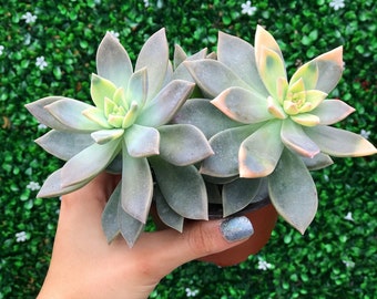 Variegated Ghost Plant l Rare Succulent