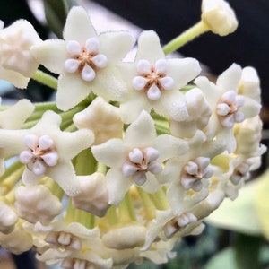 Hoya Villosa | Globulosa | RARE Hoya | Dark Green Veins