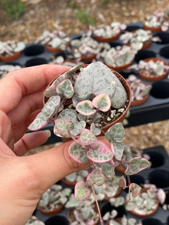 Pink Variegated String of Hearts | Ceropegia Woodii Variegata - Etsy