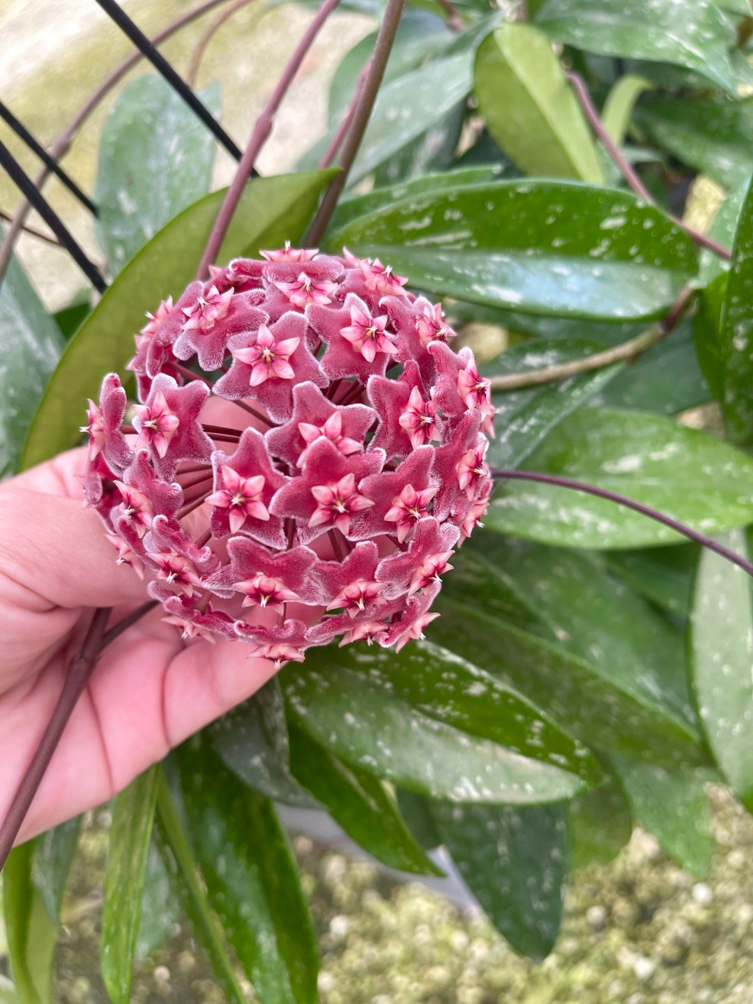 49 ホヤ　プビカリックス　pubicalyx シルバースプラッシュ　外斑入り 49 ホヤ プビカリックス pubicalyx シルバースプラッシュ 外