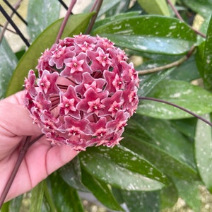 Hoya Pubicalyx Splash Hoya Plant image 1