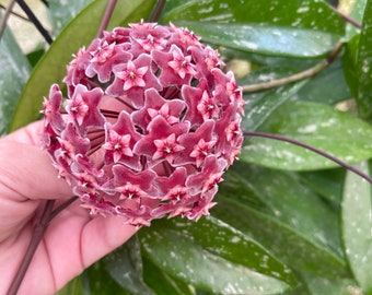 Hoya Pubicalyx Splash | Hoya Plant