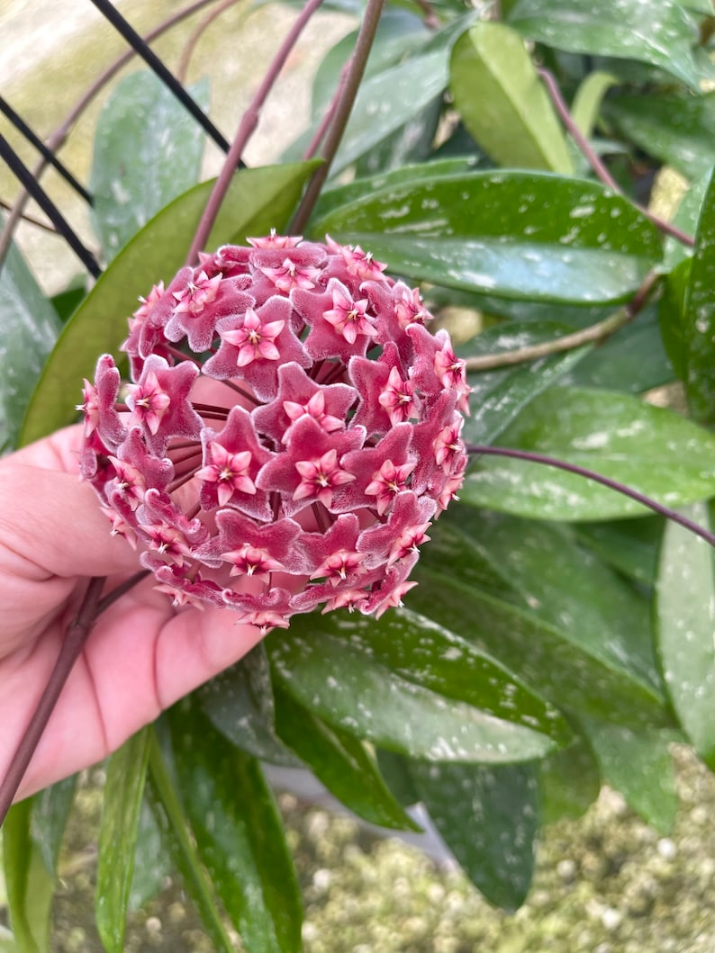 The Zen Succulent Hoya Pubicalyx