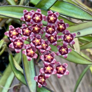 Hoya Kentiana | RARE Hoya Plant