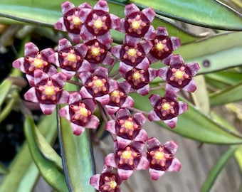 Hoya Kentiana | RARE Hoya Plant