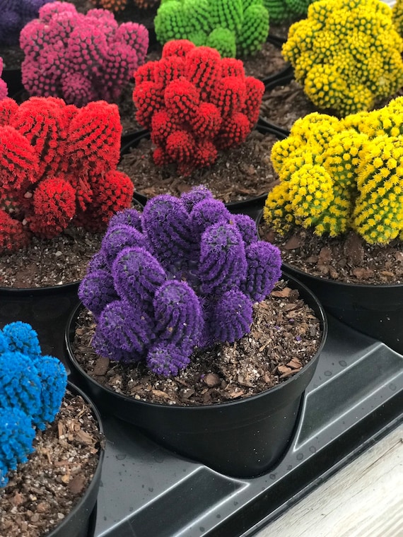 Desert Gems Colorful Cactus