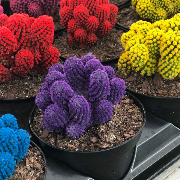 Desert Gems Colorful Cactus