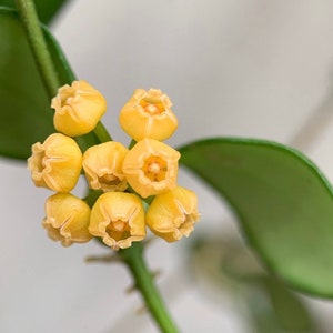 Hoya Heuschkeliana Yellow Rare Hoya Plant image 3