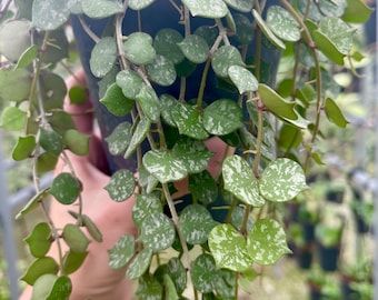 Hoya Curtisii Inner Variegated - NOT Rooted Cutting - Etsy