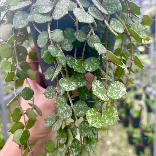 Hoya Curtisii |  Rare Hoya Plant